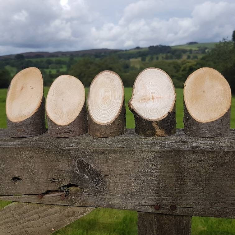 Angled Log Stumps - Set of 5